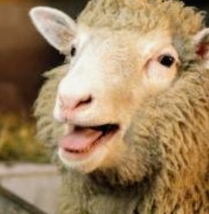 Create meme: animals, sheep, RAM
