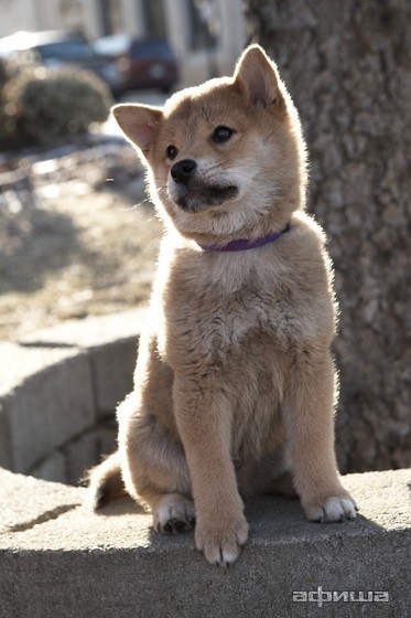 Create meme: Akita, puppies Akita inu , akita inu