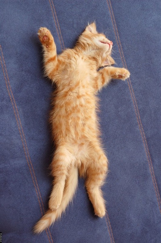 Create meme: recumbent cat, a cat lying on its back, the cat is lying on the back