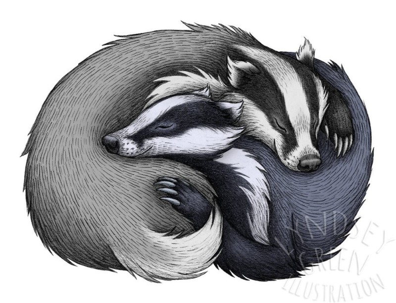 Create meme: badger drawing, badger , badger art