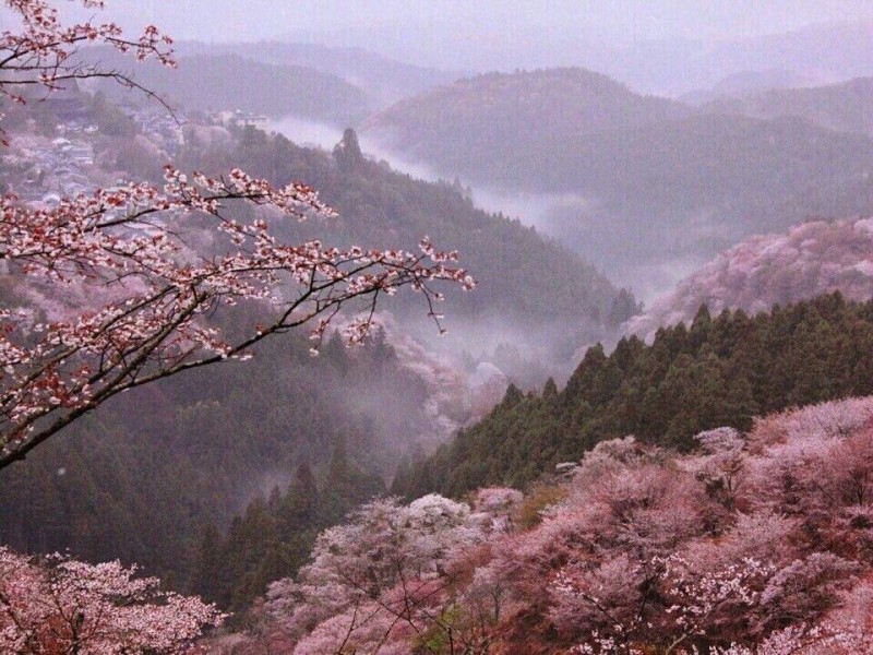 Create meme: cherry blossom, Mount Yoshino Japan sakura Garden, Mount Yoshino (Japan)