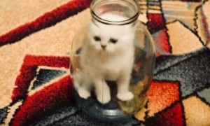 Create meme: cats are liquid, kitten in a jar, GIF cat in the Bank