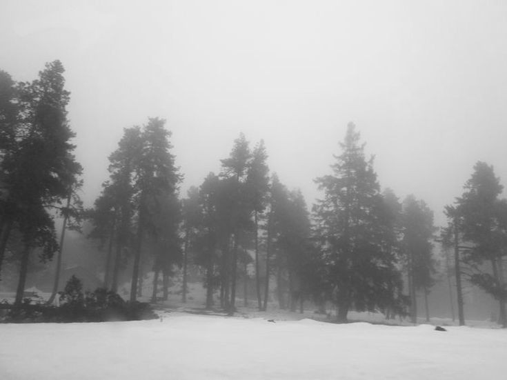 Create meme: blurred image, gloomy winter forest, winter fog