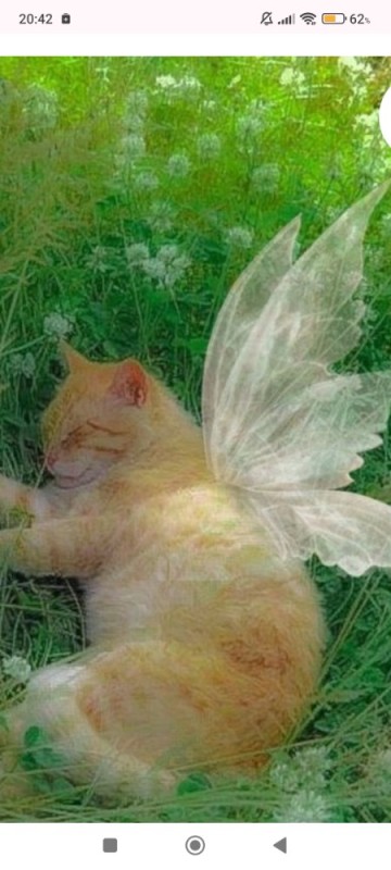 Создать мем: летние коты, очаровательные котята, fairy animals aesthetic