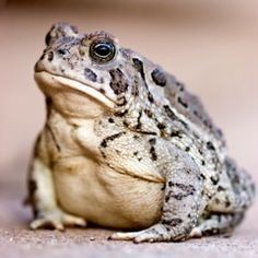Create meme: toad frog, toad