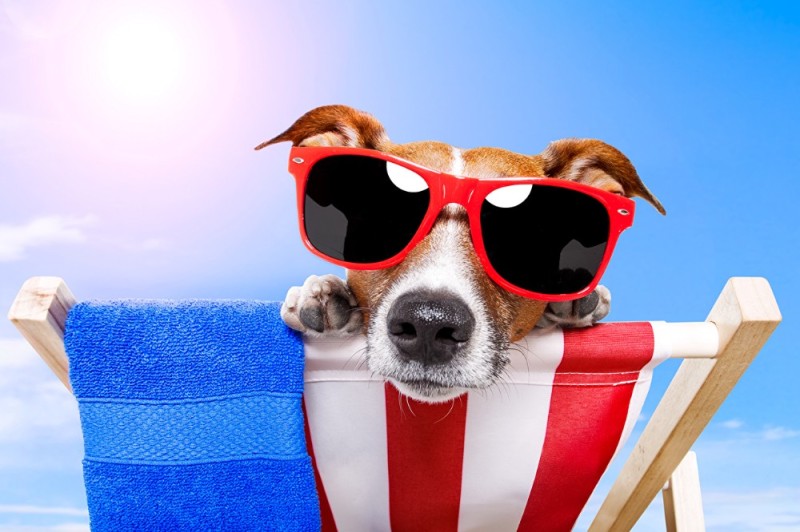 Create meme: Jack Russell Terrier , a dog on vacation, the dog on the beach with glasses