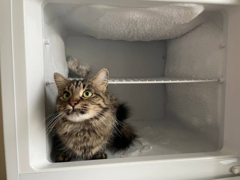 Create meme: refrigerator cat, A cat in the heat, cat's ass from the fridge