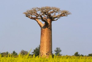 Create meme: Madagascar baobabs, the African baobab, the African baobab