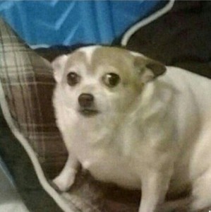 Create meme: dog, Chihuahua