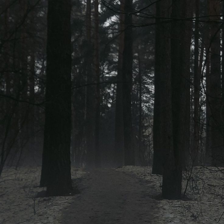 Create meme: forest path, nature , dark forest