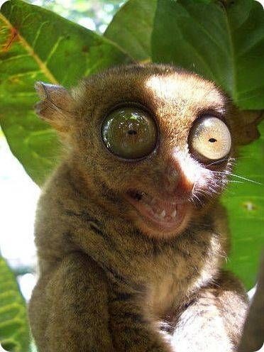 Create meme: Sumatran tarsier, lemur tarsier, madagascar tarsier