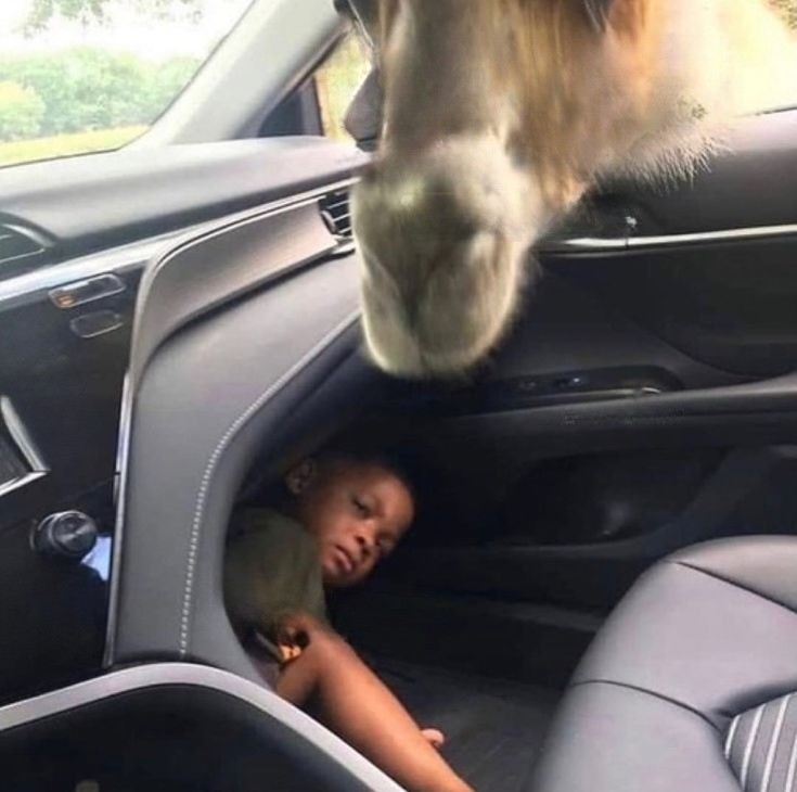 Create meme: meme with a giraffe in a car, people, donkey car