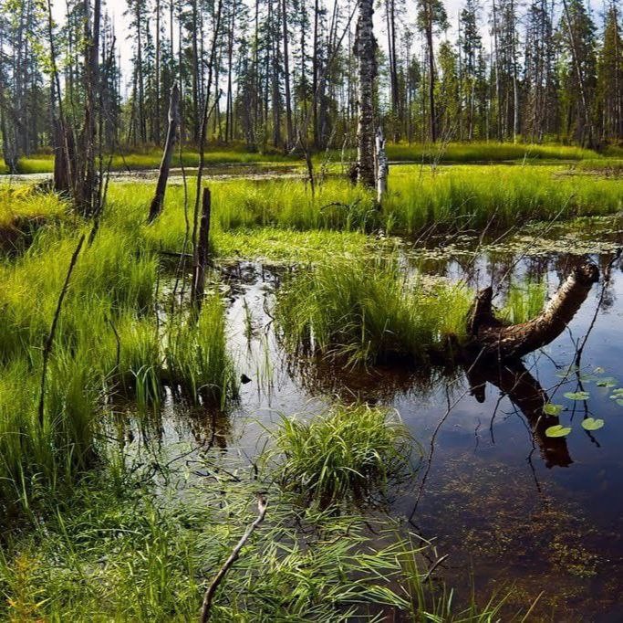 Create meme: the forest swamp, swamps in Russia, lowland marshes of Karelia