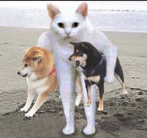 Create meme: akita shiba inu, akita inu meme, shiba inu