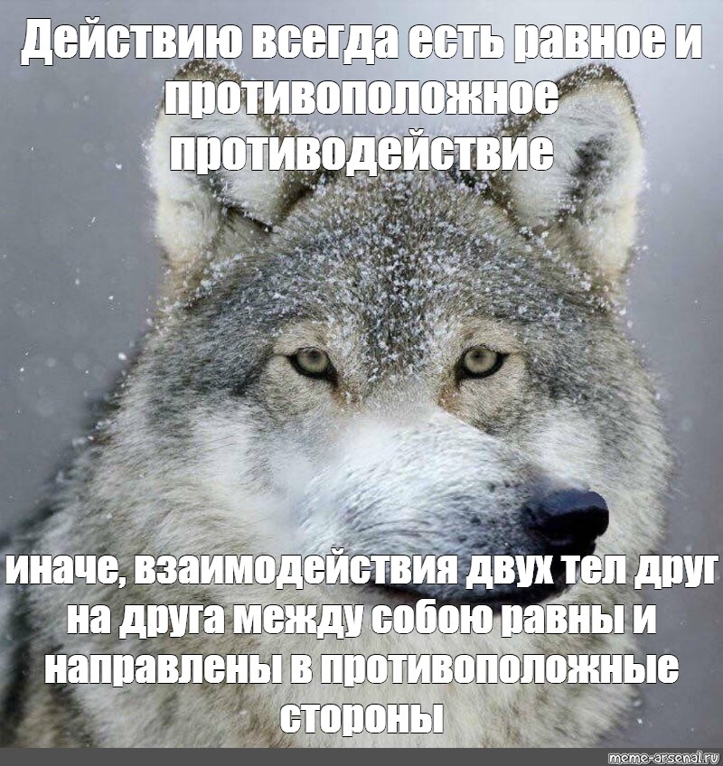 День волка. Волк не тот кто волк а тот кто волк ауф.