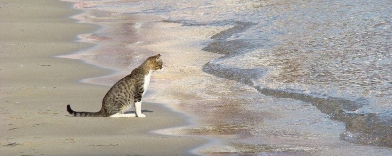 Создать мем: кот на пляже, кот у моря мем, кошка на море