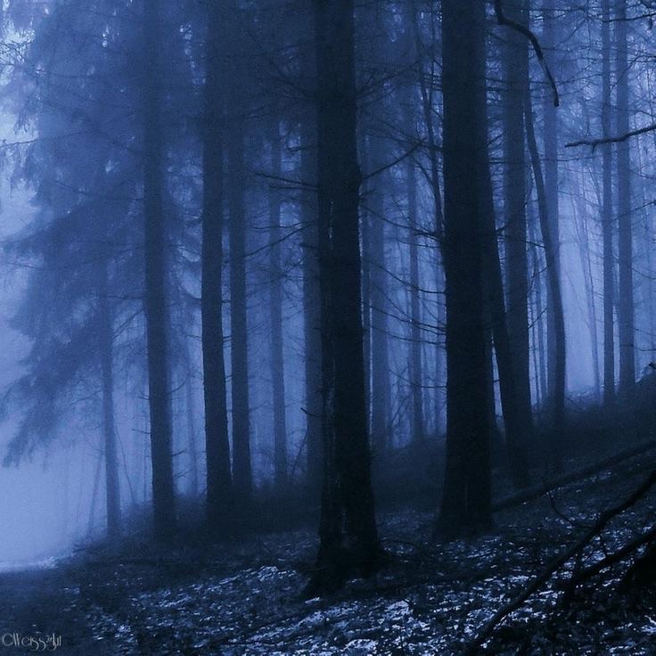 Create meme: night forest , Gloomy forests, night forest