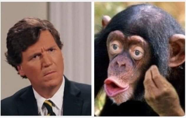 Создать мем: шимпанзе, губы обезьяны, обезьяна шимпанзе