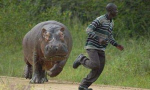 Создать мем: нападение бегемота, africa funny pictures, бегемот бежит