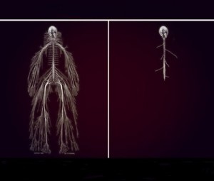 Create meme: nervous human model, nervous system before and after, the nervous system of the meme