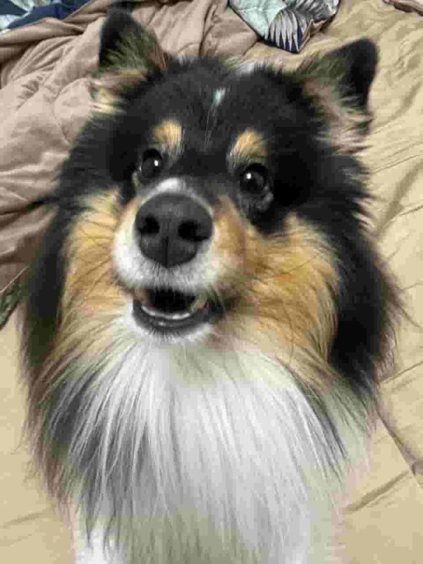 Create meme: sheltie breed dog, Scottish Shepherd Sheltie, Shetland Shepherd Sheltie