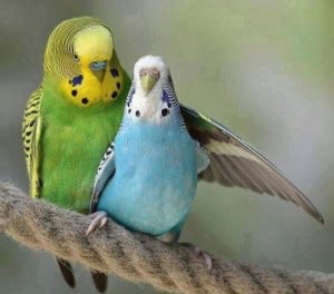 Создать мем: волнистые попугаи милые, молодой волнистый попугай, взрослый волнистый попугай