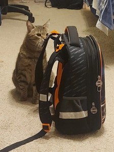 Create meme: cat home, cat, backpack