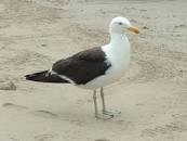 Create meme: Seagull bird, Seagull