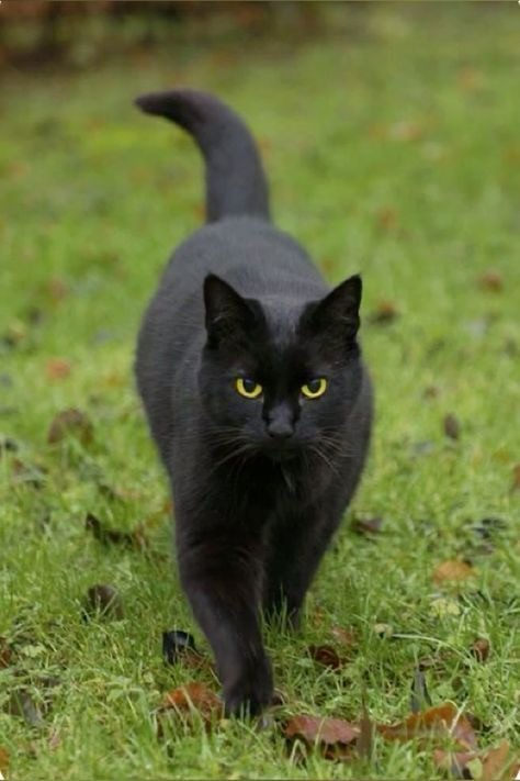 Create meme: black cat breed, Black cats are a breed, the bombay cat is black