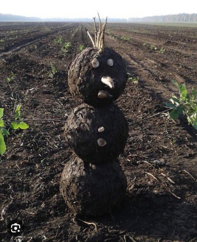 Создать мем: грязевик кубанский снеговик, шишкин иван иванович, растение