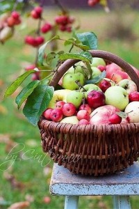 Create meme: Apple harvest, fruit, saved Apple