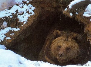 Создать мем: в берлоге, медведь и, grizzly bear