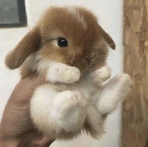 Create meme: dwarf rabbit, the cute bunnies, cute bunnies