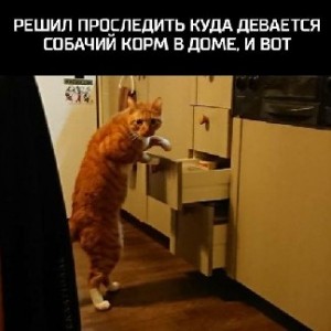 Создать мем: кот забавный, смешные коты, котики приколы