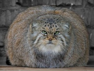 Create meme: manul, animal, wild cat manul, manul