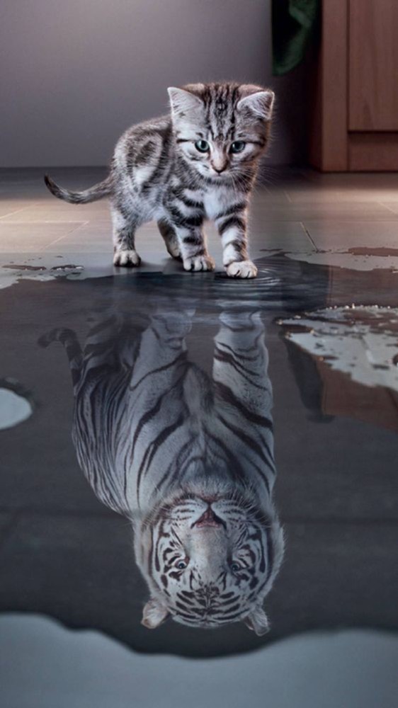 Фото где котенок в отражении тигр