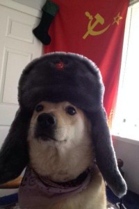 Создать мем: маснев иван екатеринбург, doggo, dog