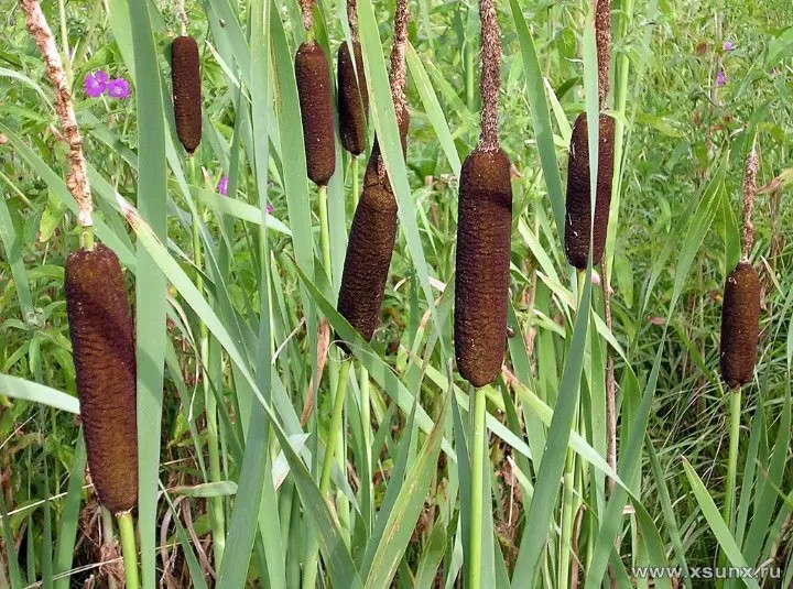 Create meme: broadleaf cattail, narrow - leaved cattail, reeds and cattails