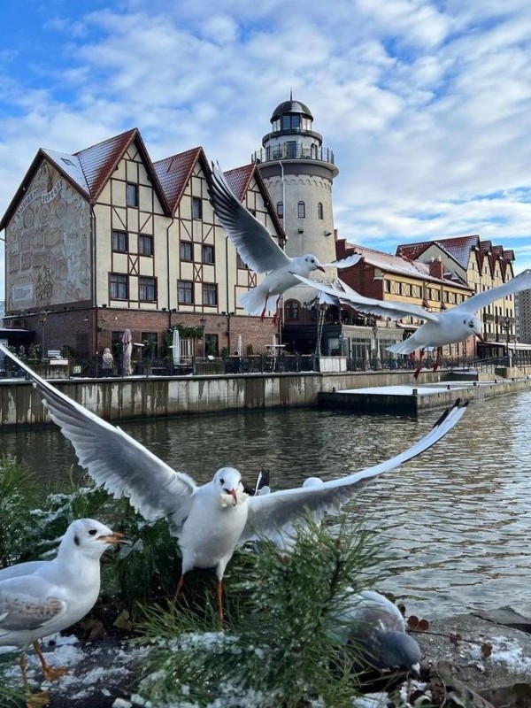 Создать мем: калининград обзорная экскурсия, достопримечательность, балтийское море калининград