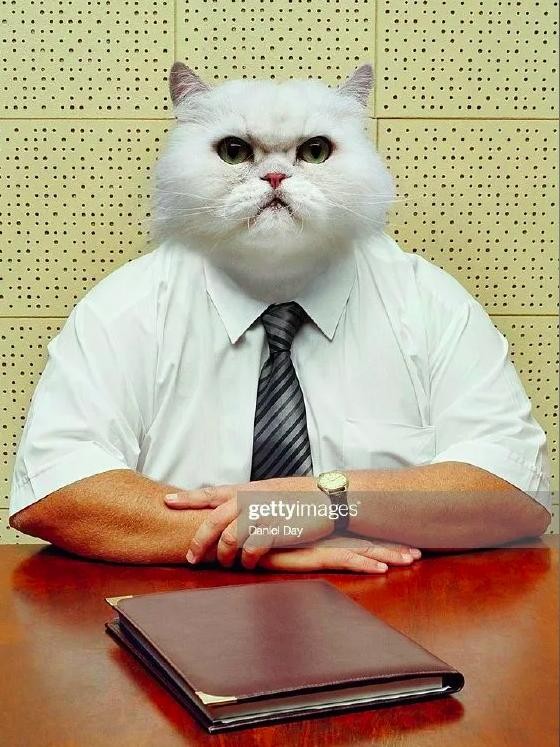 Create meme: business cat, The cat is the director, office cats