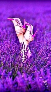 Create meme: lavender field, lavender