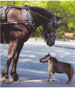 Create meme: horse, the world's smallest horse, big and small horse