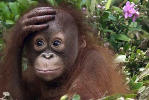 Create meme: monkey animals, orangutan, monkey
