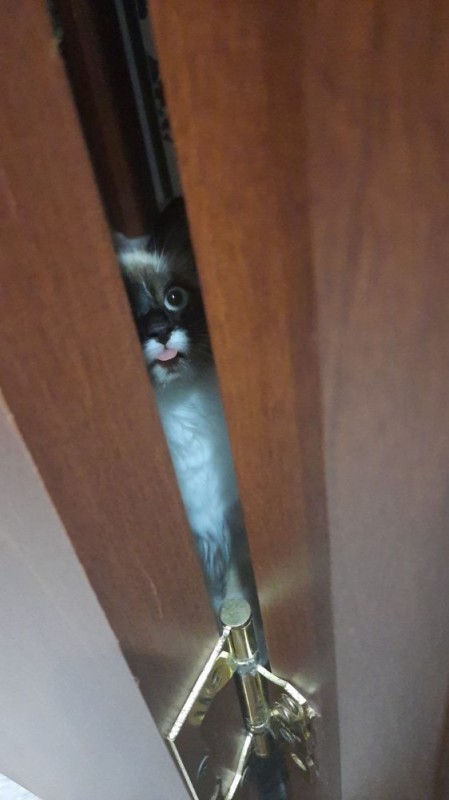 Create meme: cat , kitten in the closet, behind the door