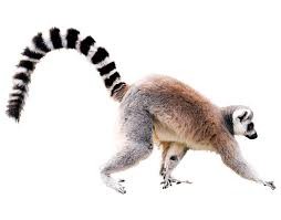 Create meme: lemur 