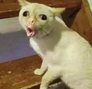 Create meme: meme cat, coughing cat