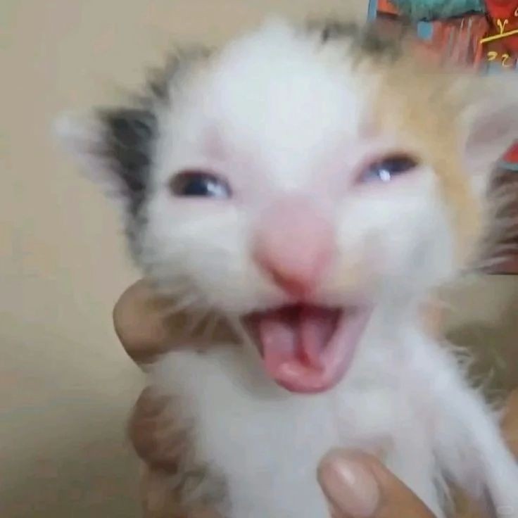 Create meme: laughing cat , cat , funny kitten