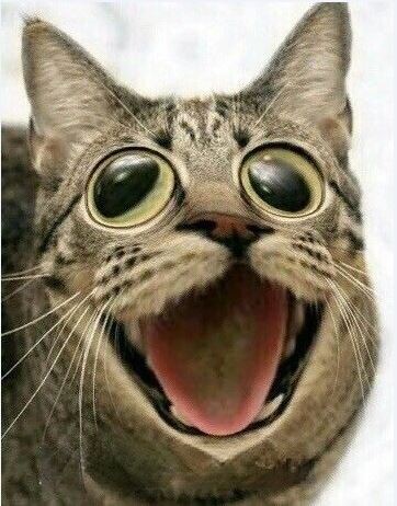 Create meme: cat , funny animal faces, funny cats 