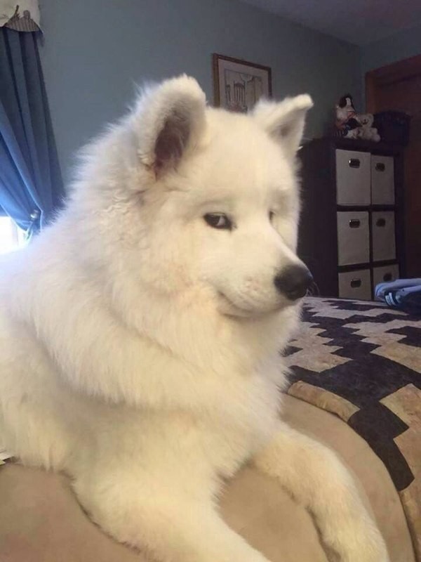 Create meme: samoyed husky dog, Samoyed dog, samoyed