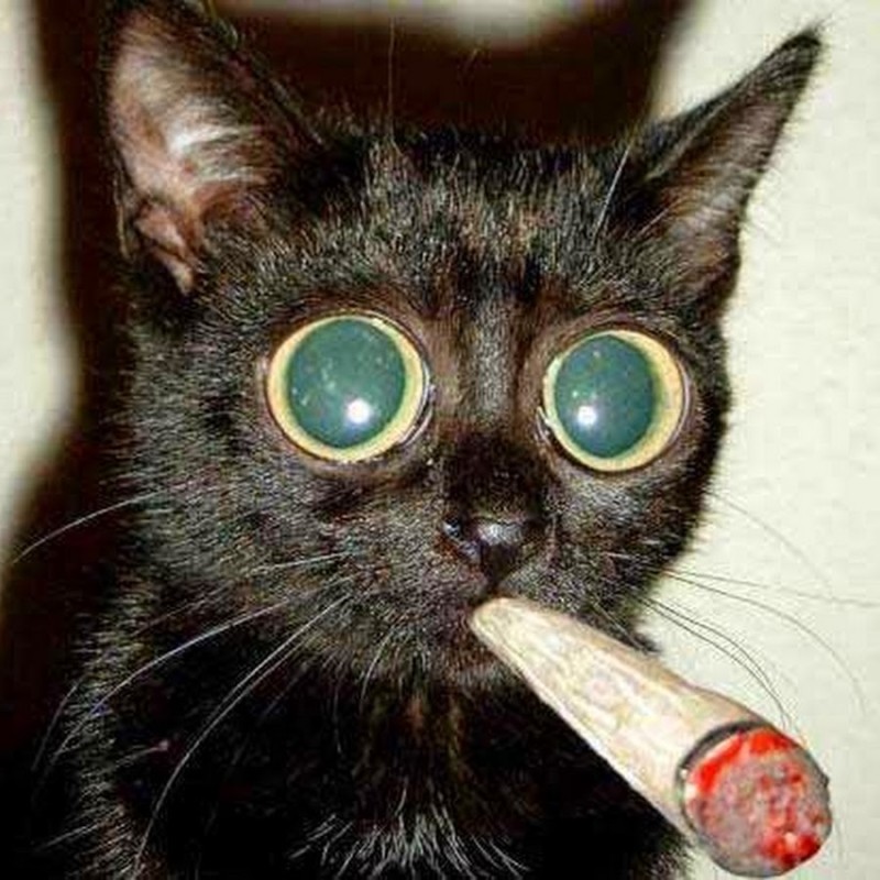Создать мем: кот с выпученными глазами, черный кот смешной, обкуренные